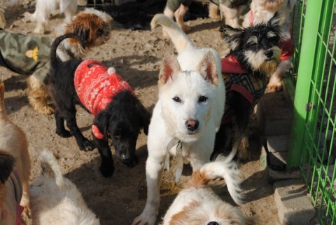 Animal Rescue